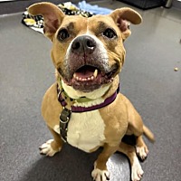 adopt a pet