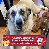 adopt a pet