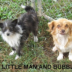 Thumbnail photo of Bubbles- Good lap dog! #4