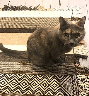 cat sedative petsmart