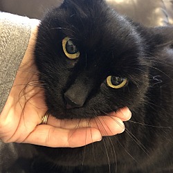 Thumbnail photo of Sweetie Black Cat #1