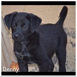 Thumbnail photo of Denny #2