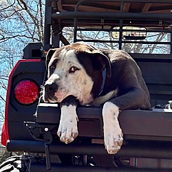 Photo of 🍑 Buddy -college doggie