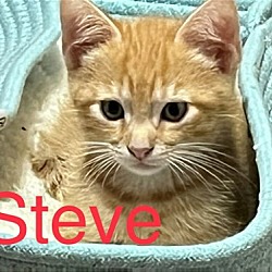 Photo of Steve