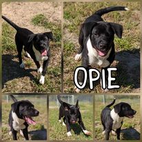 Photo of Opie