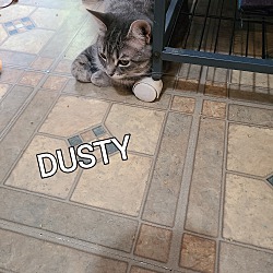 Thumbnail photo of DUSTY #3