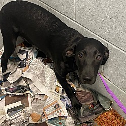 Thumbnail photo of Black lab puppy 1/Minnie #2