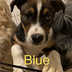 Thumbnail photo of Blue #2