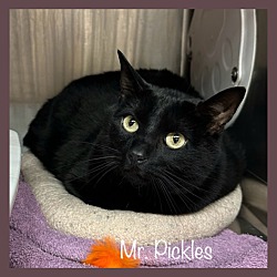 Thumbnail photo of MR. PICKLES #3