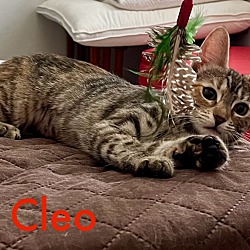 Thumbnail photo of Cleo #4