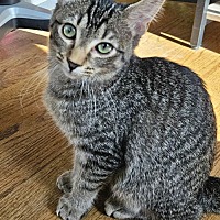 adopt-pet
