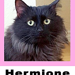 Thumbnail photo of Hermione #1