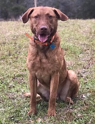 brindle chesapeake bay retriever