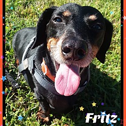 Thumbnail photo of Fritz #3