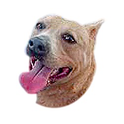 Photo of Caramel