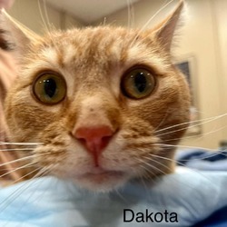 Photo of Dakota *Meet me at Eagan Petsmart*