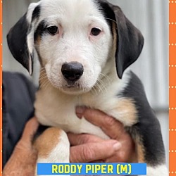 Photo of RODDY PIPER