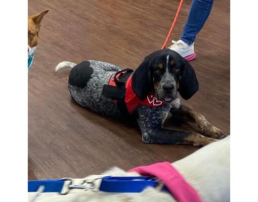 East Hartford, CT - Bluetick Coonhound. Meet Bubba a Pet for Adoption ...