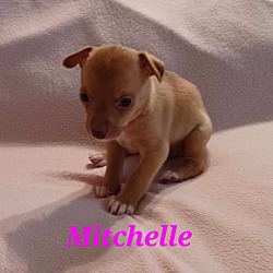 Photo of Mitchelle
