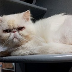 Photo of Lucky Persian