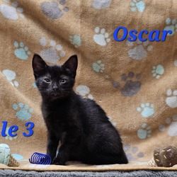 Thumbnail photo of Oscar #1