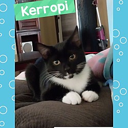 Thumbnail photo of Kerropi #1