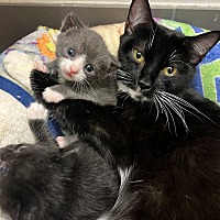 adopt a pet