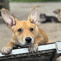 adopt a pet