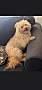 CHESTNUT - Terrier (Unknown Type, Small) available for adoption