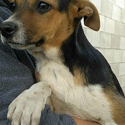 Thumbnail photo of Nomi (in adoption process) #3