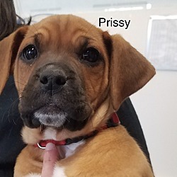 Photo of Prissy