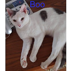 Thumbnail photo of Boo #1