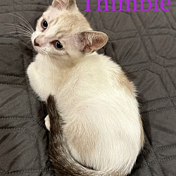 Photo of Thimble