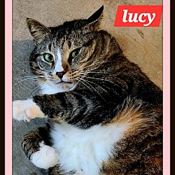 Thumbnail photo of Lucy -  Silly Gal, Snuggler #3