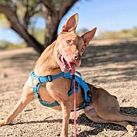 adopt-pet