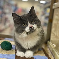 adopt a pet
