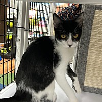 adopt a pet