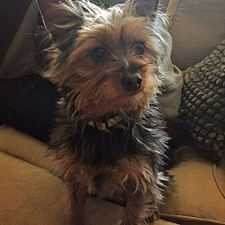 Seattle, WA - Yorkie, Yorkshire Terrier. Meet 