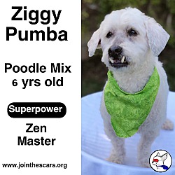 Thumbnail photo of Ziggy Pumba #4