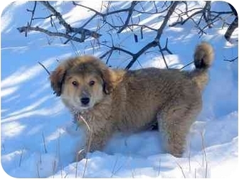 great pyrenees cur mix