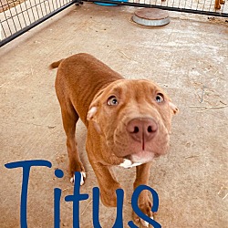 Thumbnail photo of Titus (Beefcake) #2
