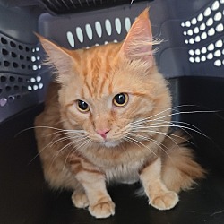 Photo of Ollie