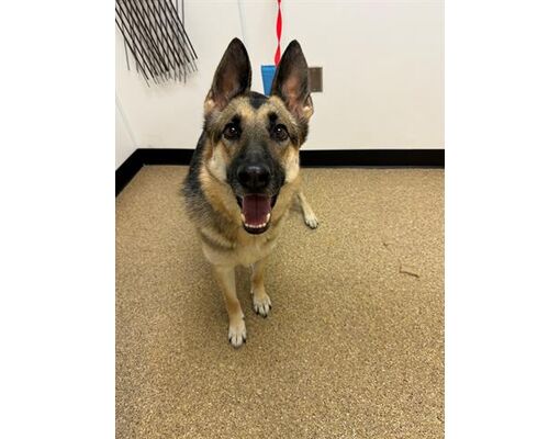 Palmer, AK - German Shepherd Dog. Meet BOOGIE a Pet for Adoption ...