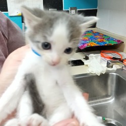 Thumbnail photo of Baby Kitty #1