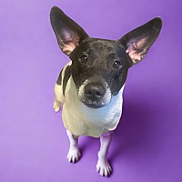 adopt a pet