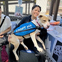 adopt a pet