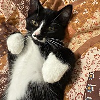 adopt a pet