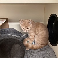 adopt a pet