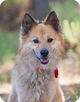 chow chow sheltie mix