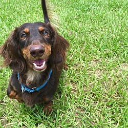 bonded pet photo